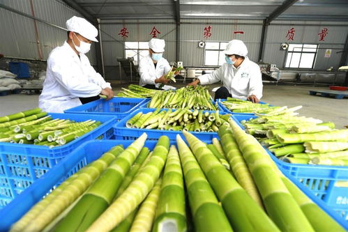 竹山農產品借力商會走進北京 家禽產業的成功突圍
